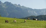 Lindner Hotel & Spa - Die Wasnerin - Styria - Bad Aussee