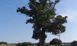 Abate Masseria & Resort, Puglia, Noci