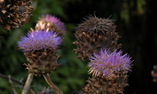 Glenapp Castle - La Scozia meridionale - Ballantrae