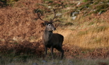 Alladale Wilderness Lodge & Reserve - Le Highlands Scozzesi - Ardgay