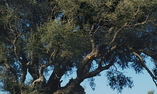 Tenuta Pilastru, Sardegna, Arzachena