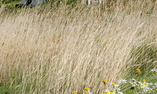 Knockinaam Lodge - Le Sud de l'Ecosse - Portpatrick