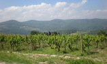 Fattoria Castelvecchi - Toscane - Radda in Chianti