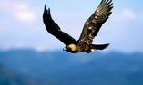 Alladale Wilderness Lodge & Reserve - Le Highlands Scozzesi - Ardgay