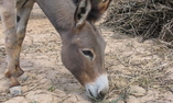 Ksar Jallal - Mekn�s - Arfoud