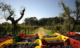 Tenuta La Ghiaia - Ligurien - Sarzana