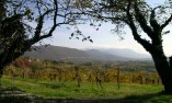 Casa Vacanza Friuli - Friaul-Julisch Venetien - San Floriano del Collio