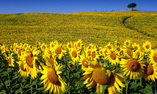 Villa Armena Relais & Beauty Farm - Toscane - Buonconvento