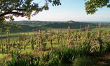 Castello di Luzzano, Lombardy, Rovescala