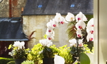 Le Choiseul - Valle del Loira - Amboise