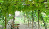 Albergo la Vigna, Campania, Procida - Isole Flegree
