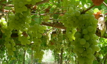 Albergo la Vigna, Campania, Procida - Isole Flegree