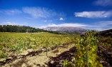 Hacienda Se�orio de Nevada - Andaluc�a - Villamena