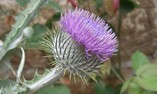 Carriden House - Edimburgo e i Lothians - Carriden