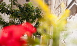 Corte Altavilla - Apulien - Conversano