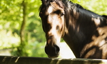 Ch�teau les Bruy�res - Normandie - Cambremer