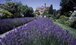 Le Manoir aux Quat�Saisons, Le Sud-Est de l'Angleterre, Oxford