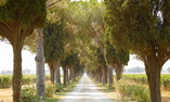 L'Andana Tenuta la Badiola, Toscane, Castiglione della Pescaia
