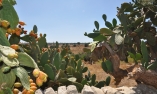 Tenuta Cammarana - Sicilia - Ragusa
