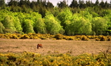 Careys Manor Hotel and SenSpa, S�dostengland, Brockenhurst