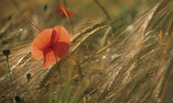Ch�teau d'Ayres - Languedoc - Roussillon - Meyrueis