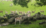Swinton Park - Le Nord de l'Angleterre - Masham