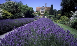 Le Manoir aux Quat'Saisons - Sud Est dell'Inghilterra - Oxford