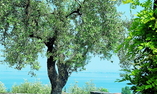 Castello Belvedere - Lago de Garda - Desenzano del Garda
