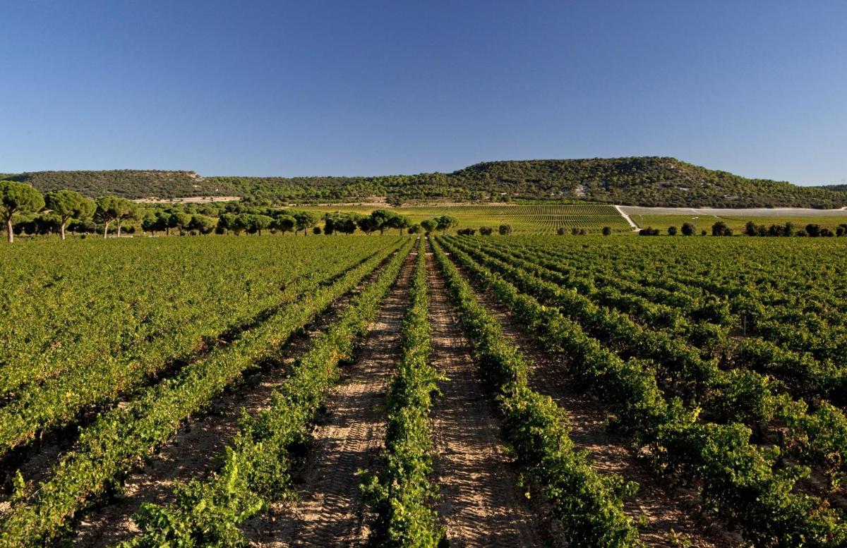 Abadia Retuerta LeDomaine