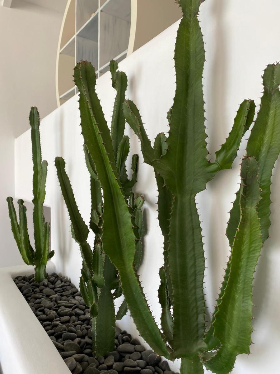 Absolute Mykonos Suites & More