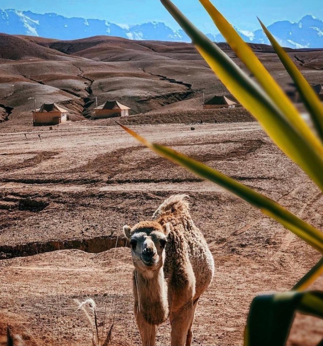 Agafay Luxury camp