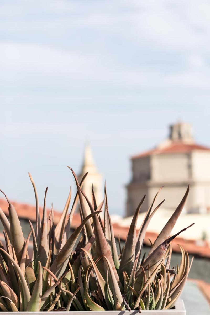 Agave in Città