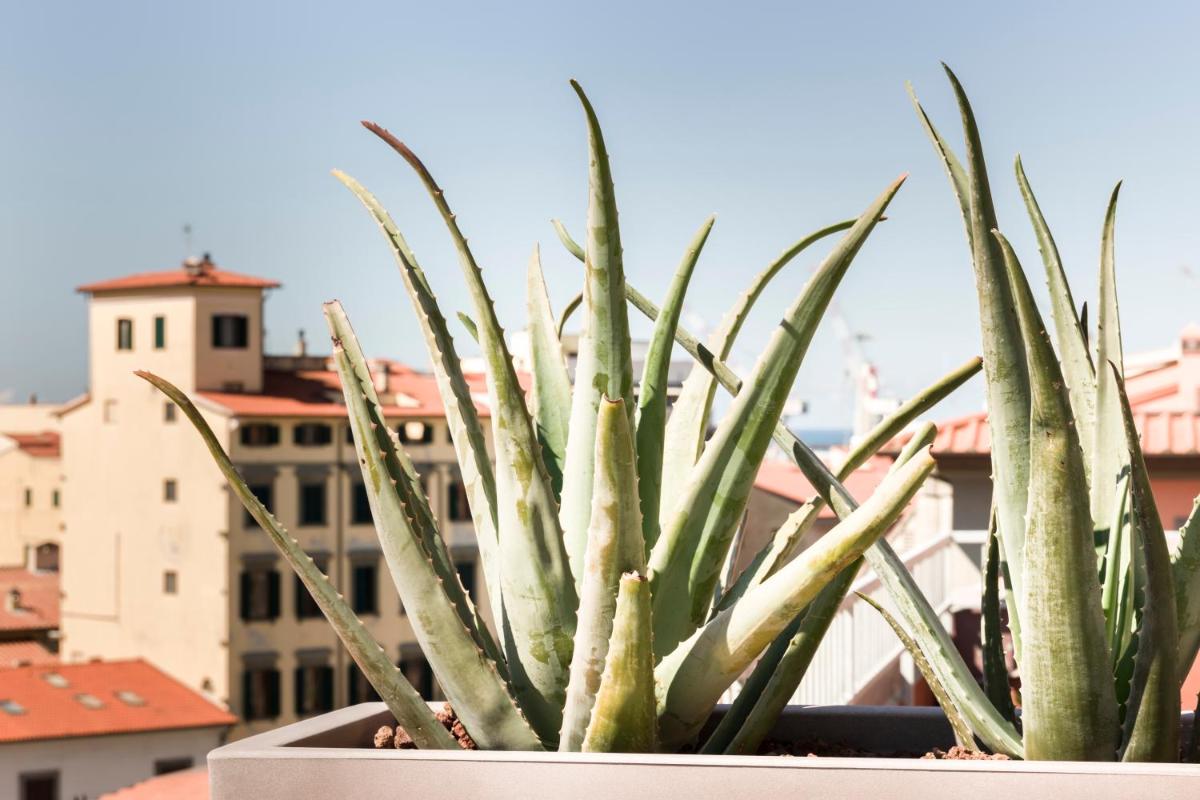 Agave in Città