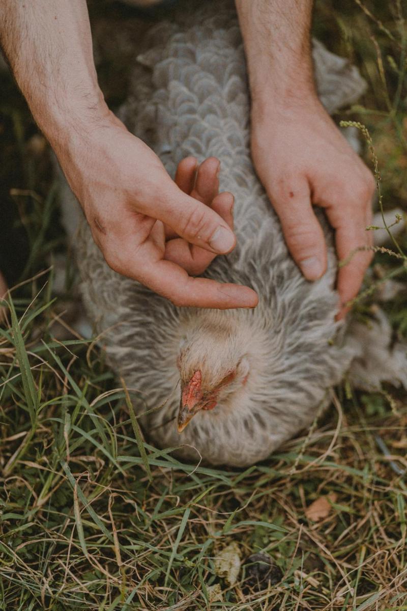 Agriturismo Corte Pravecchio