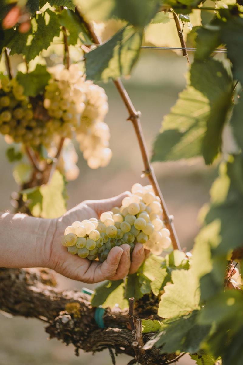 Agriturismo Corte Pravecchio
