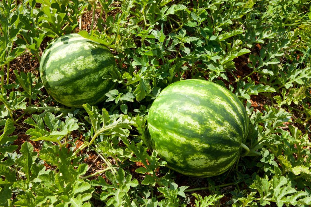 Agroturisme Can Planells