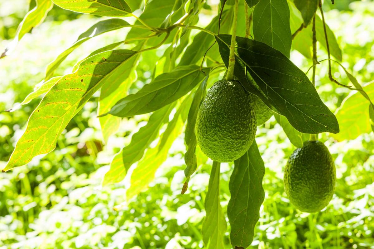 Agroturisme Can Planells