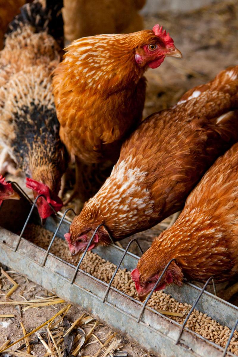 Agroturisme Can Planells