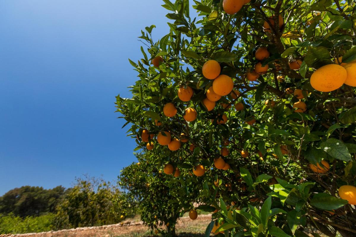Agroturisme Can Planells