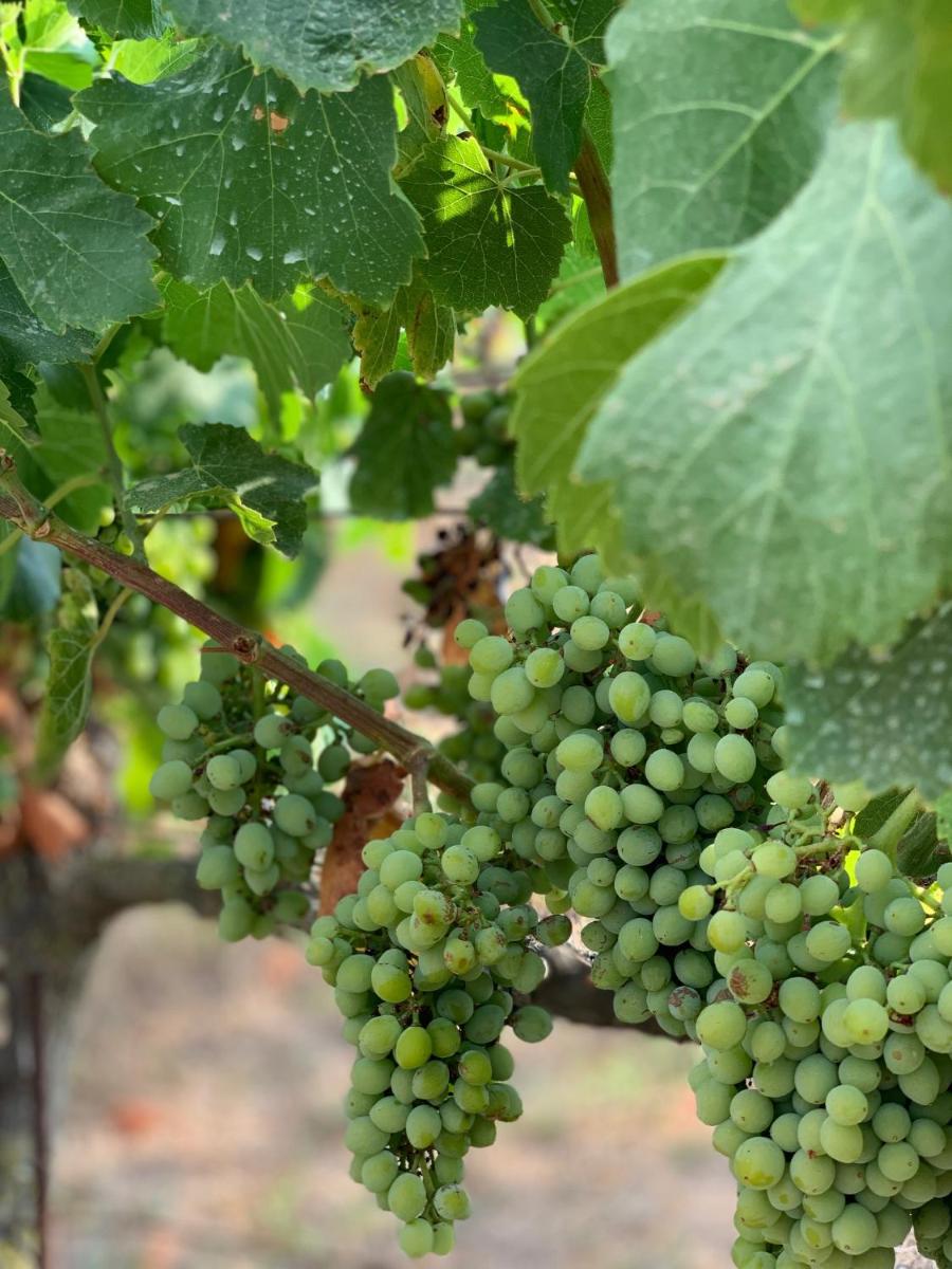 Agroturismo Llucasaldent Gran Menorca - Adults Only