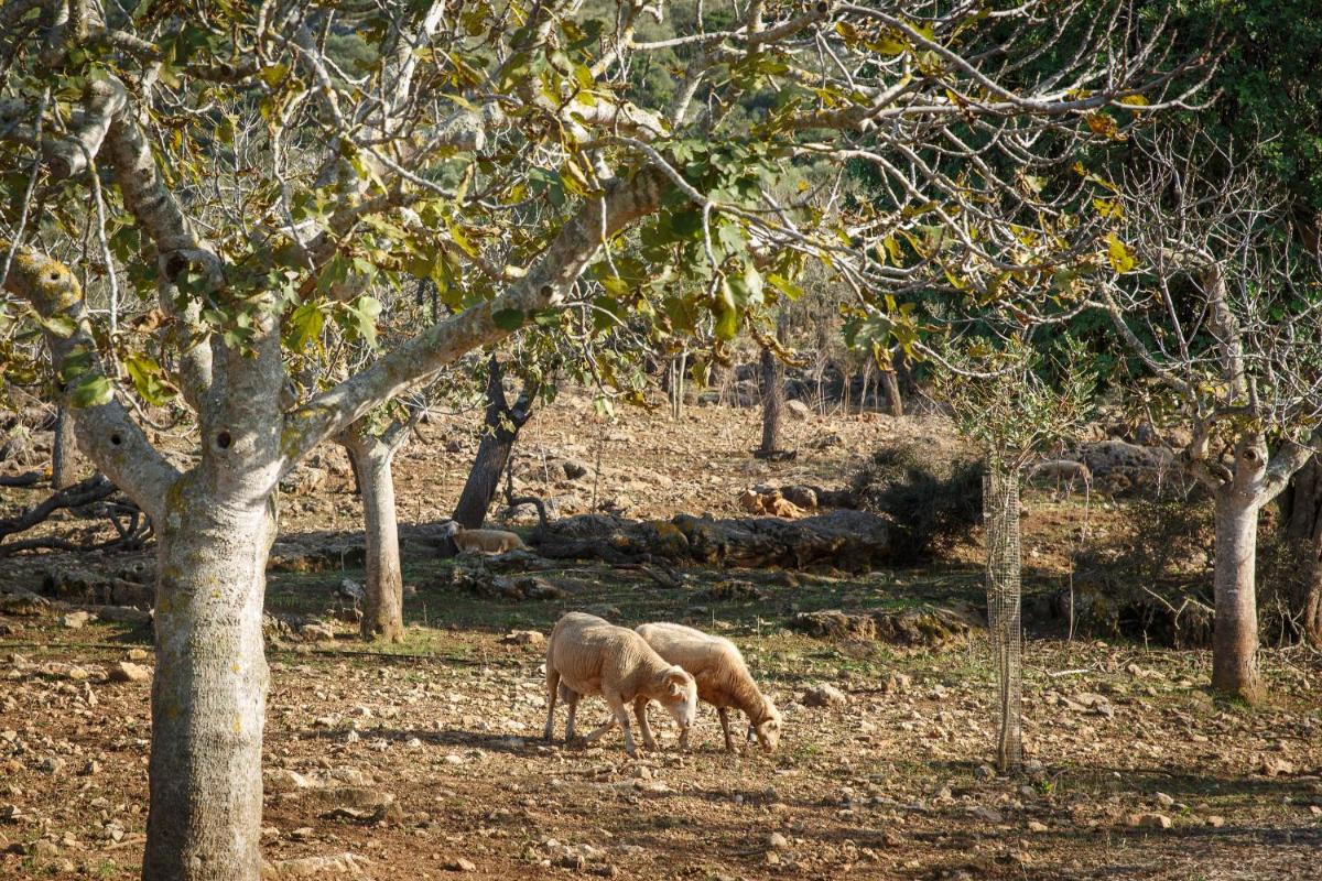 Agroturismo S'Arboçar