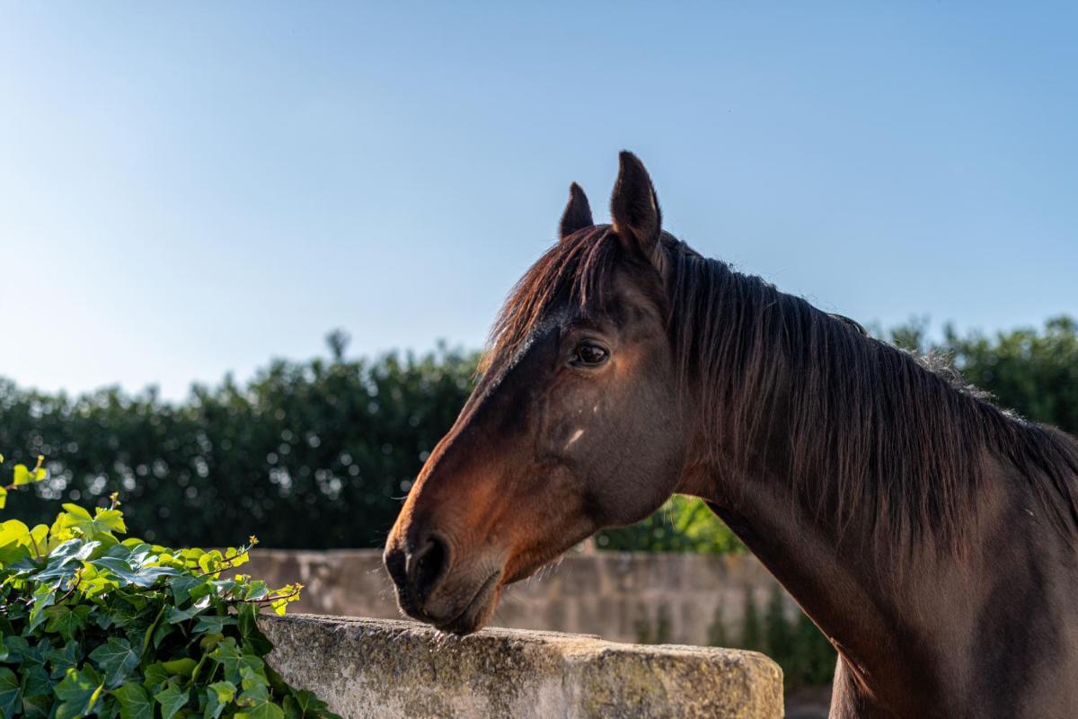 Agroturismo Son Juaneda