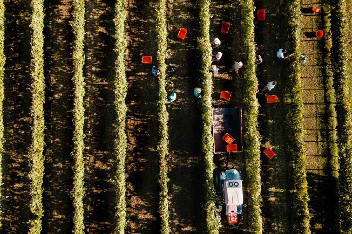 Altarocca Wine Resort Adults Only