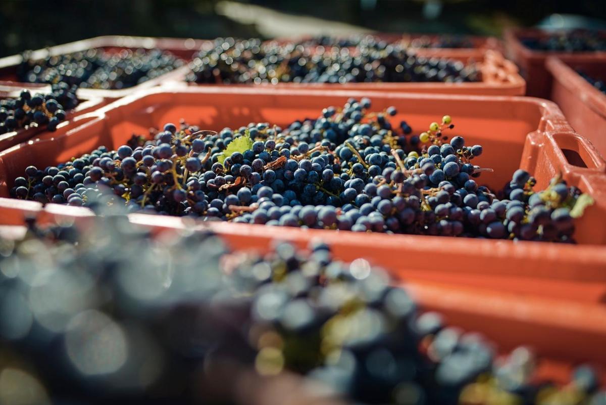 Altarocca Wine Resort Adults Only