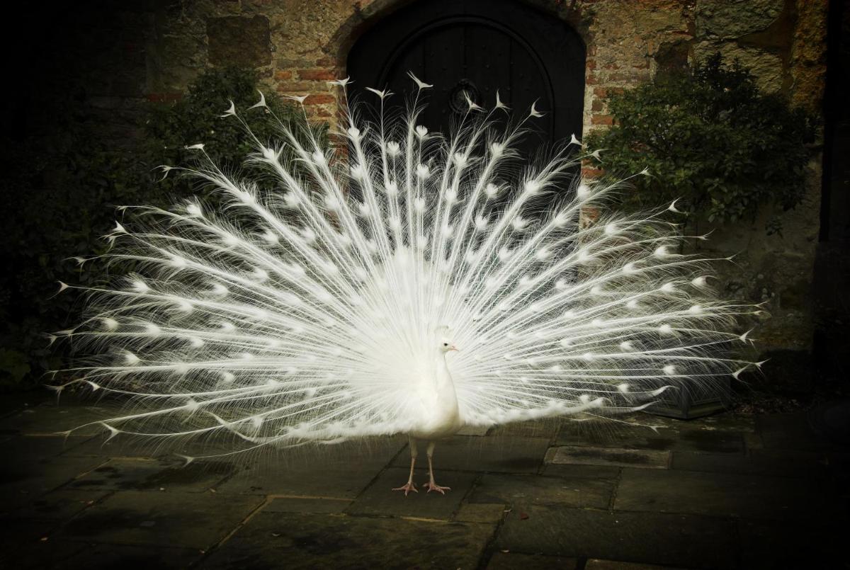 Amberley Castle- A Relais & Chateaux Hotel