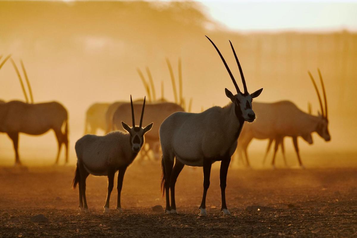 Anantara Sir Bani Yas Island Al Sahel Villas