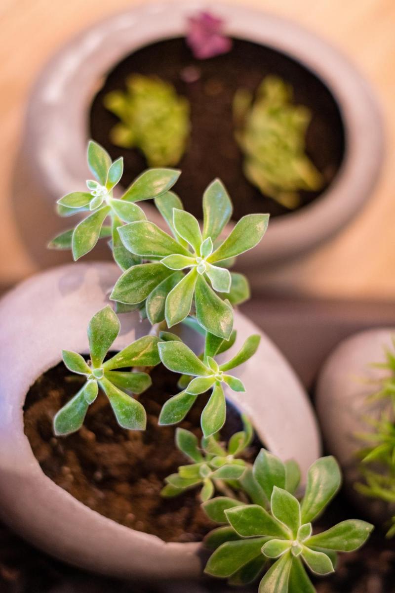 Anthemion Suites and Villas