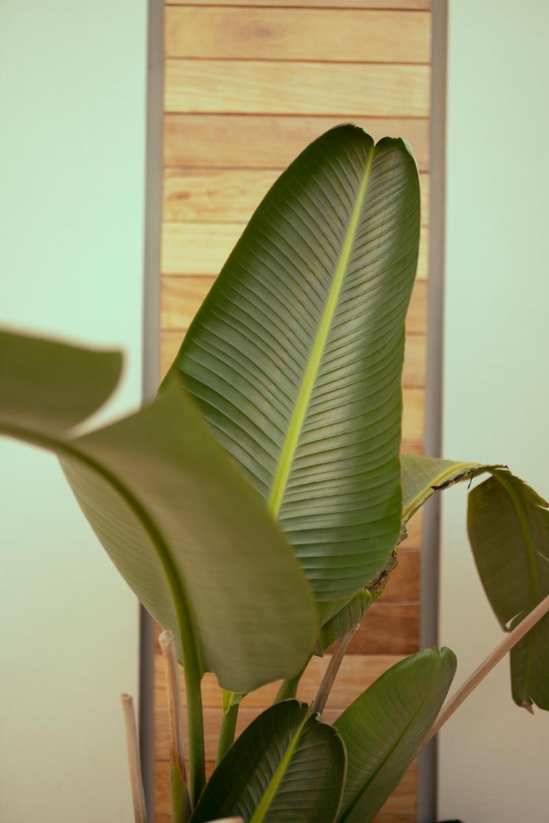 Anthemion Suites and Villas