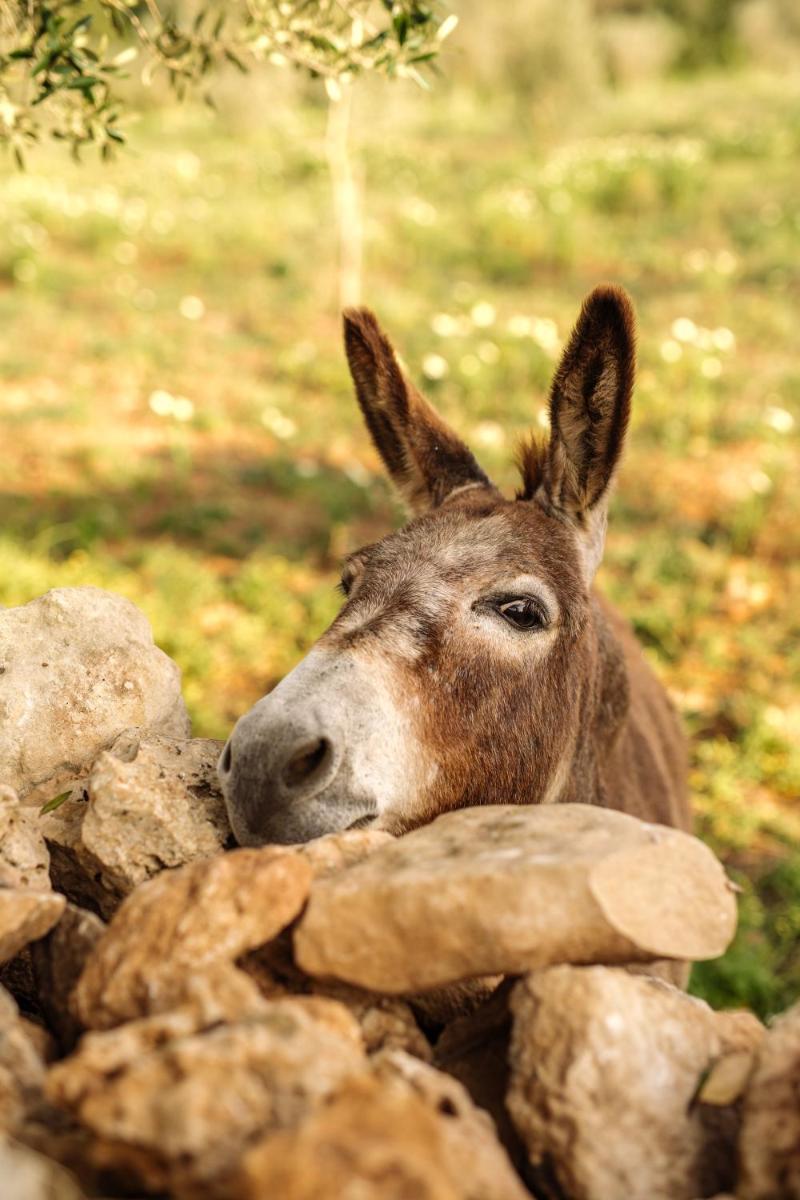 Amagatay Luxury Boutique Hotel - Adults Only