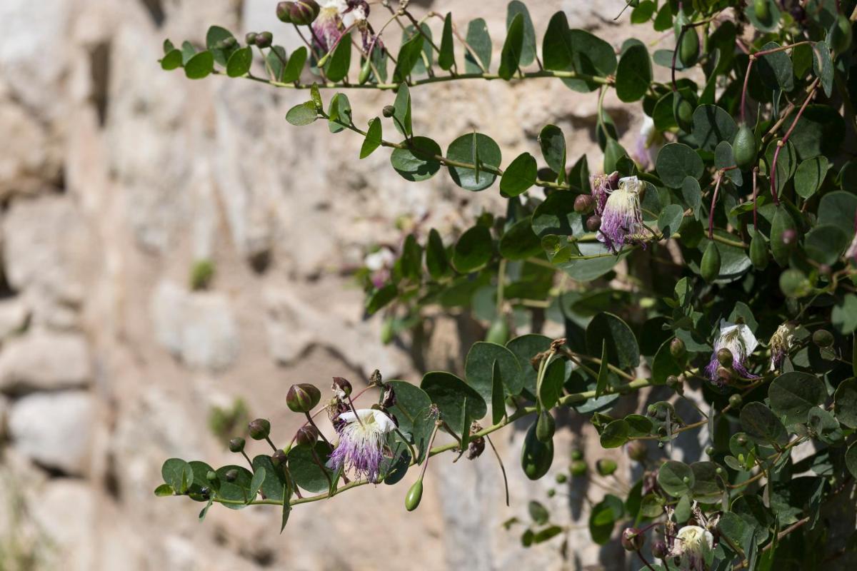 Antico Convento Dei Cappuccini